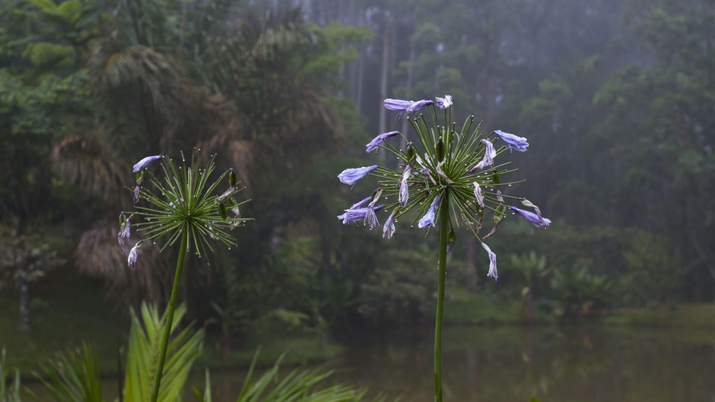 Andasibe-Mantadia National Park – 01