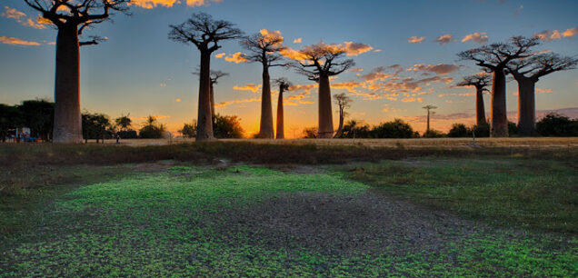 Baobab Avenue