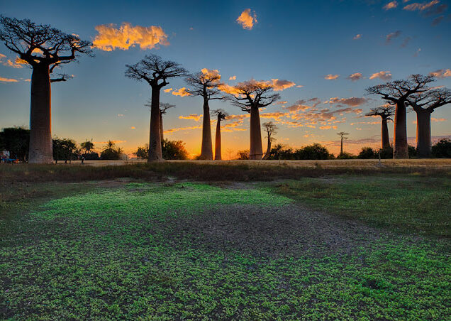 Baobab Avenue