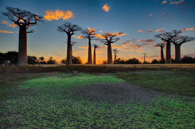 Baobab Avenue – 01