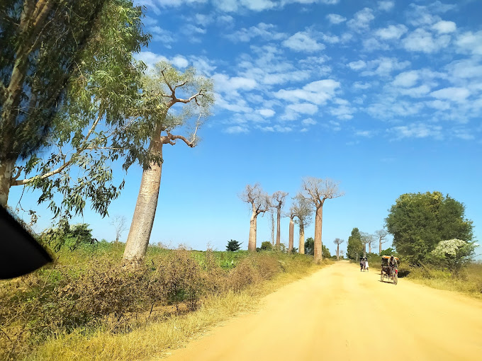 Baobab Avenue – 02