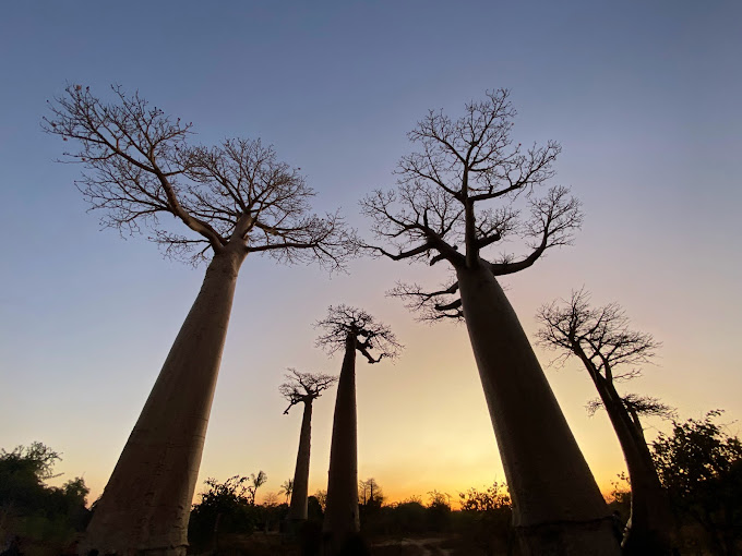 Baobab Avenue – 03