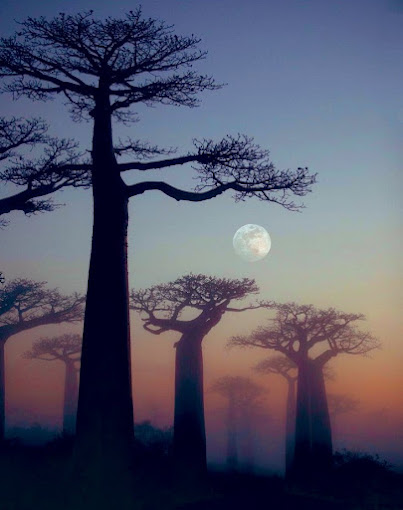 Baobab Avenue – 04